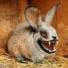 xfluffybunnyx